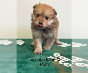 Pomeranian Dogs for adoption in Studio City, CA, USA
