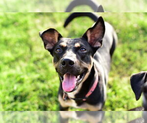 Mutt Dogs for adoption in Katy, TX, USA