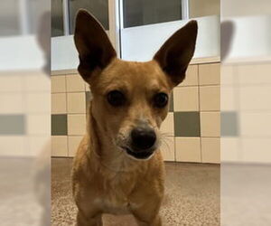 Chihuahua Dogs for adoption in Salinas, CA, USA