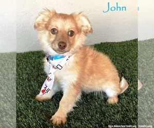 Chiranian Dogs for adoption in San Diego, CA, USA
