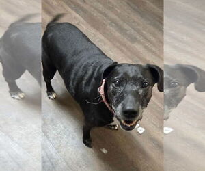 Labrador Retriever-Unknown Mix Dogs for adoption in Fort Collins, CO, USA
