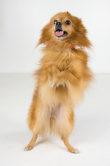 Pomeranian Dogs for adoption in Minneapolis, MN, USA