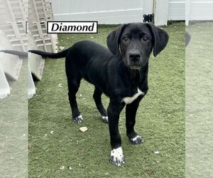 Black and Tan Coonhound-Doberman Pinscher Mix Dogs for adoption in GILBERTS, IL, USA