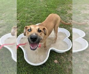 Labrador Retriever-Unknown Mix Dogs for adoption in San Antonio, TX, USA