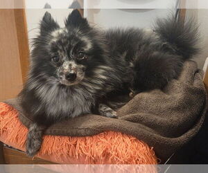 Pomeranian-Unknown Mix Dogs for adoption in Andover, MN, USA