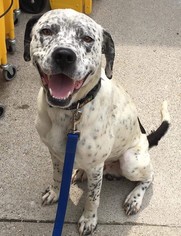 Dalmatian Dogs for adoption in Newport, KY, USA