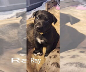 Mutt Dogs for adoption in Aurora, IN, USA