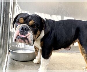 Bulldog Dogs for adoption in San Bernardino, CA, USA