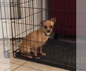 Chihuahua Dogs for adoption in Holly Springs, NC, USA