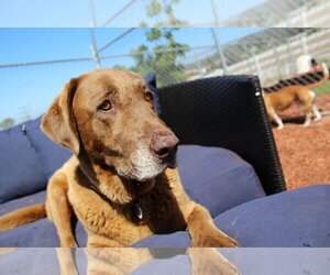 Chesapeake Bay Retriever Dogs for adoption in  Ramona, CA, USA
