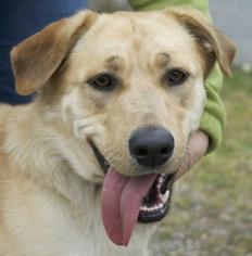 German Shepherd Dog-Unknown Mix Dogs for adoption in Potsdam, NY, USA