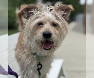 Mutt Dogs for adoption in Millersville, MD, USA