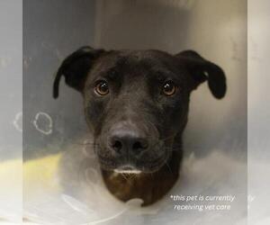 American Staffordshire Terrier-Unknown Mix Dogs for adoption in San Antonio, TX, USA