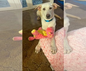 Labrador Retriever-Unknown Mix Dogs for adoption in Minneapolis, MN, USA