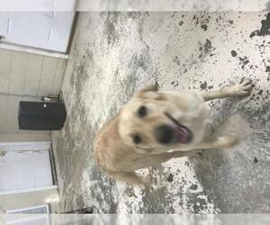 Labrador Retriever Dogs for adoption in Albemarle, NC, USA