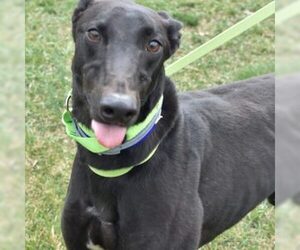 Greyhound Dogs for adoption in Grandville, MI, USA