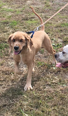 Cocker Spaniel Dogs for adoption in Spring Lake, NJ, USA