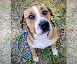 Mutt Dogs for adoption in FRAMINGHAM, MA, USA
