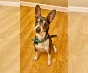 Rat Terrier Dogs for adoption in Brighton, TN, USA