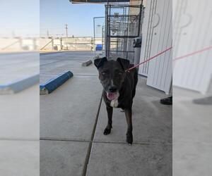 American Pit Bull Terrier Dogs for adoption in Bakersfield, CA, USA