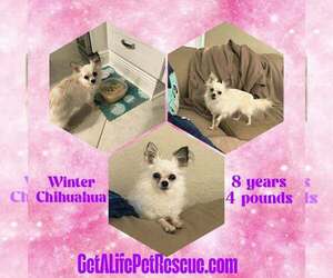 Chihuahua Dogs for adoption in Plantation, FL, USA