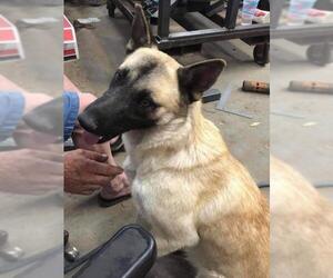 German Shepherd Dog-Unknown Mix Dogs for adoption in Alta Loma, CA, USA