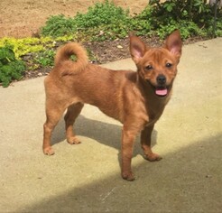 Dameranian Dogs for adoption in Newnan, GA, USA