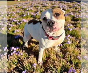 Mutt Dogs for adoption in Glen Allen, VA, USA