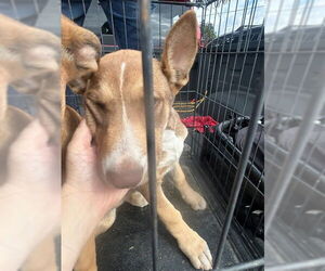 German Shepherd Dog Dogs for adoption in Stockton, CA, USA