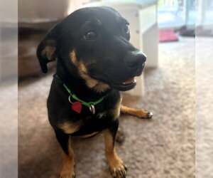 Dachshund-Unknown Mix Dogs for adoption in Fargo, ND, USA