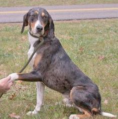 Catahoula Leopard Dog Dogs for adoption in Westminster, MD, USA