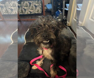 Shih Tzu-Unknown Mix Dogs for adoption in Brooklyn, NY, USA
