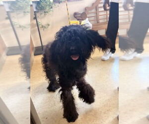 Labradoodle Dogs for adoption in Andover, MN, USA