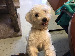 Maltipoo Dogs for adoption in Waterford, VA, USA