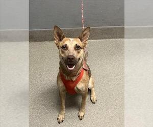 Mutt Dogs for adoption in Las Vegas, NV, USA