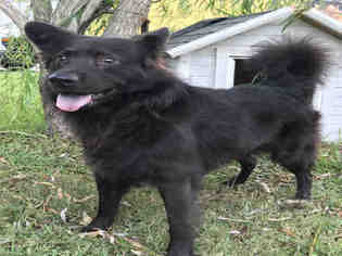 Border Collie Dogs for adoption in Rosenberg, TX, USA