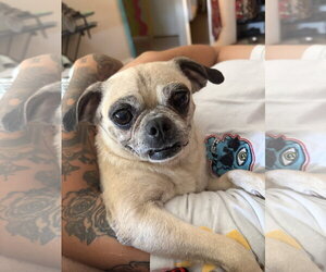 Chug Dogs for adoption in Chandler, AZ, USA