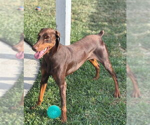 Doberman Pinscher Dogs for adoption in San Bernardino, CA, USA