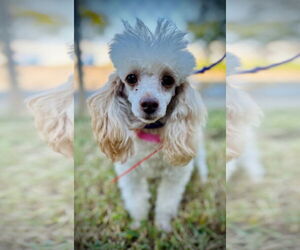 Poodle (Toy) Dogs for adoption in Pacolet, SC, USA