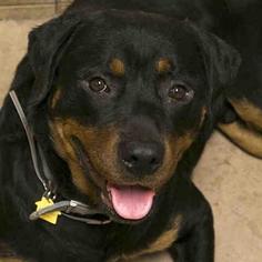 Rottweiler Dogs for adoption in Dallas, TX, USA