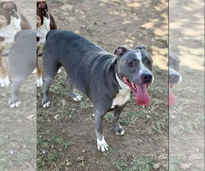 Mutt Dogs for adoption in Euless, TX, USA