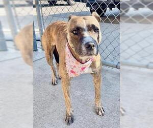 American Pit Bull Terrier-Unknown Mix Dogs for adoption in Tulsa, OK, USA