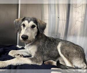 Siberian Husky-Unknown Mix Dogs for adoption in Grand Prairie, TX, USA