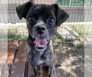 Pug-Unknown Mix Dogs for adoption in San Antonio, TX, USA