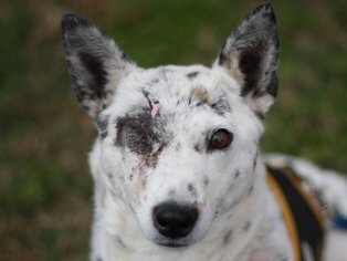 Small Jack Russell Terrier Mix