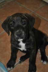 Labrador Retriever-Unknown Mix Dogs for adoption in Ola, AR, USA
