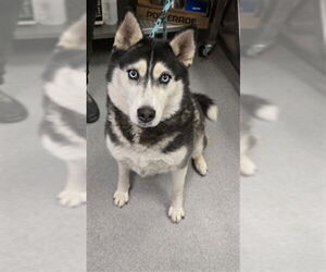 Medium Photo #1 Siberian Husky Puppy For Sale in Rancho Cucamonga, CA, USA