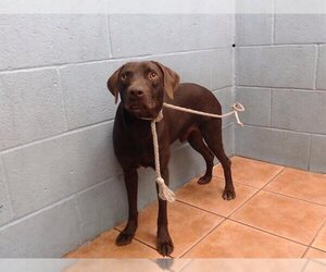 German Shorthaired Pointer Dogs for adoption in Downey, CA, USA