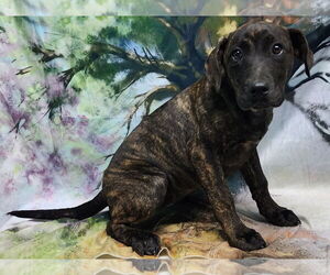 Bulldog-Labrador Retriever Mix Dogs for adoption in Wetumpka, AL, USA