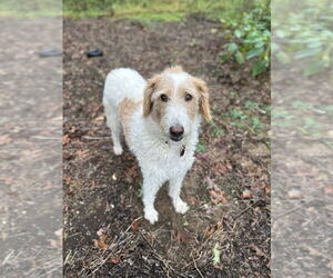Labrador Retriever-Unknown Mix Dogs for adoption in Boston, MA, USA